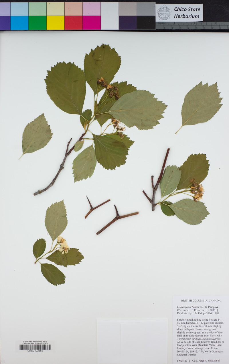 Hawthorn photo 4