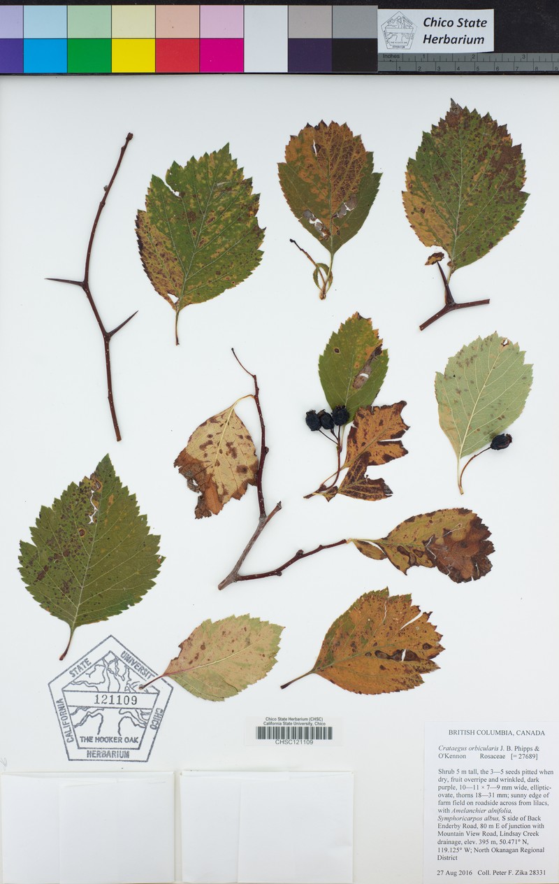Hawthorn photo 6