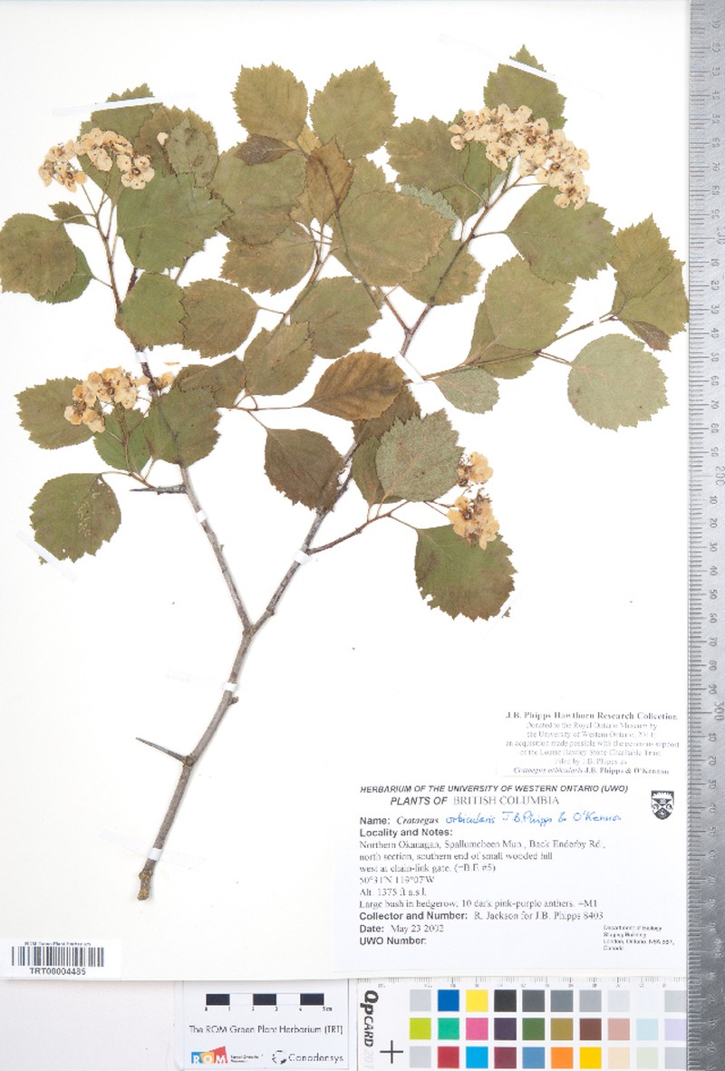 Hawthorn photo 7