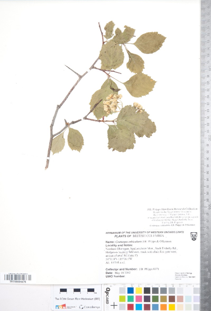 Hawthorn photo 8