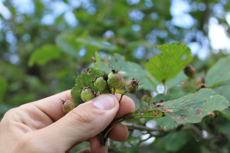 Crataegus oreophila