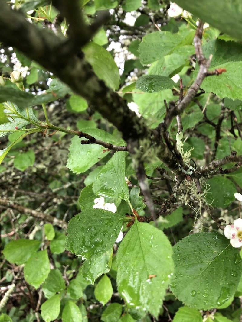 Crataegus oreophila photo 2