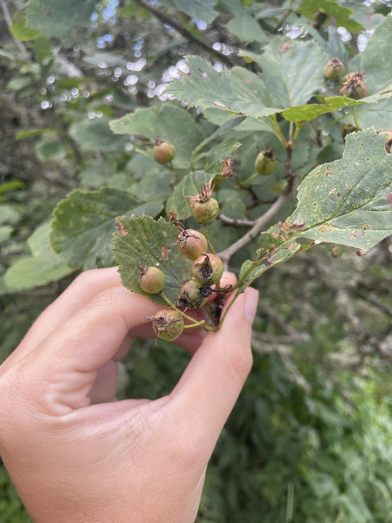 Crataegus oreophila photo 4