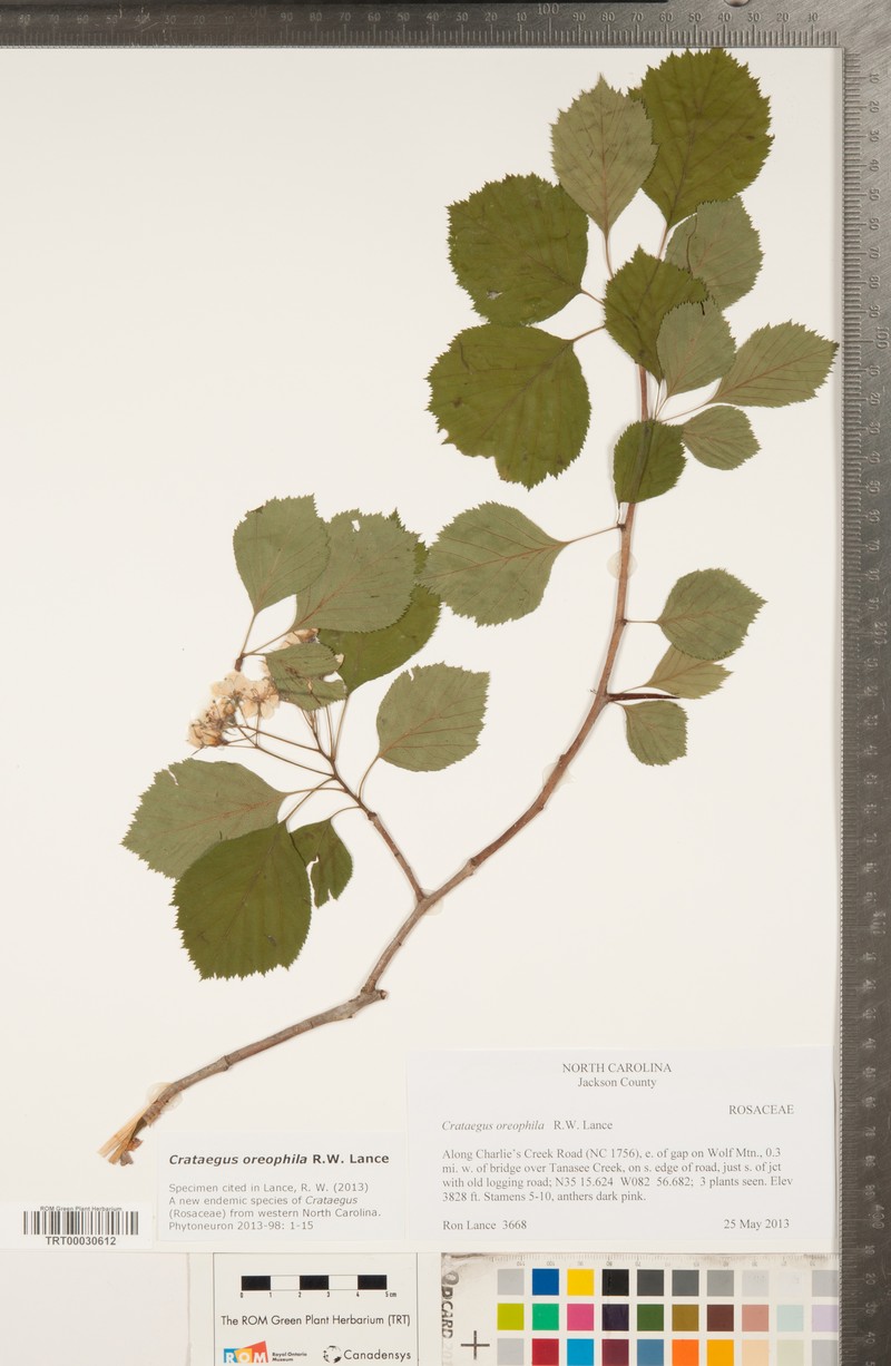 Crataegus oreophila photo 5