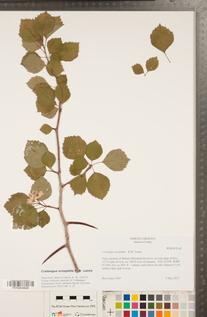 Crataegus oreophila photo 6