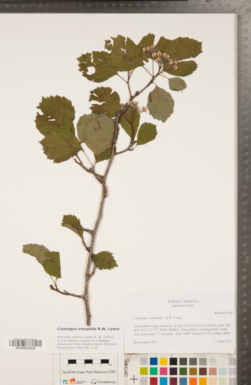 Crataegus oreophila photo 7