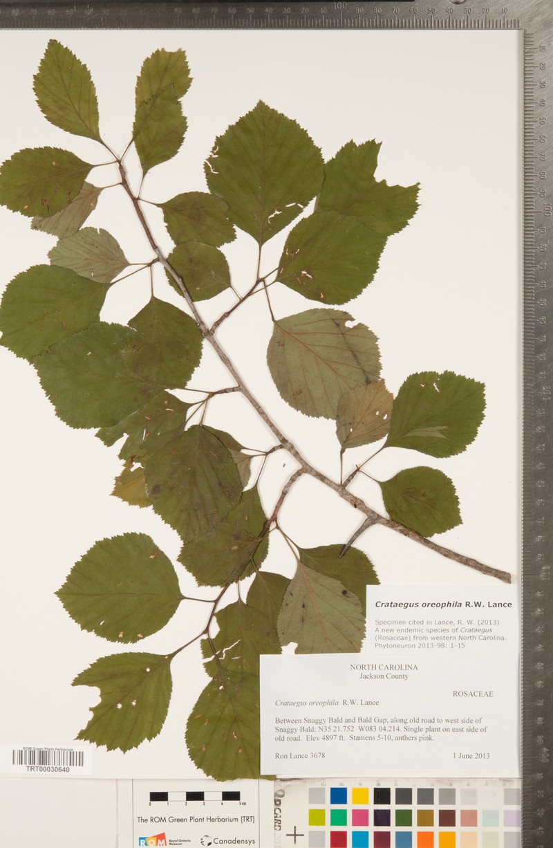 Crataegus oreophila photo 8