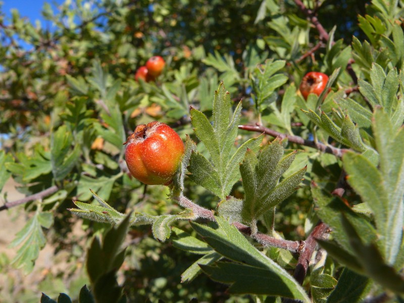 Crataegus orientalis photo 3