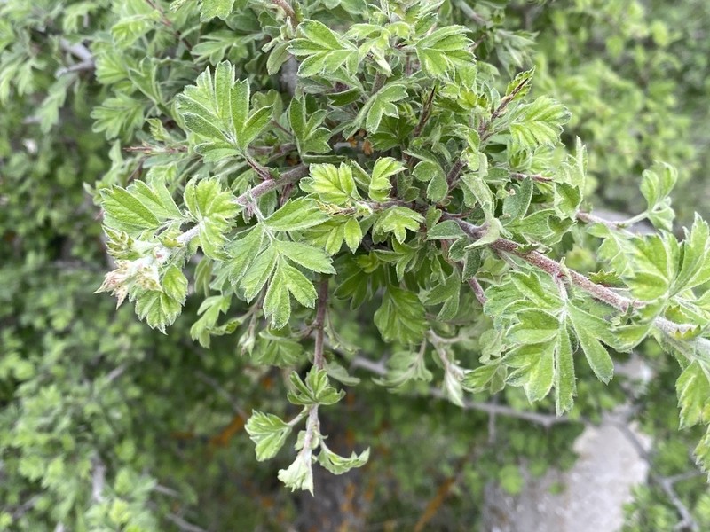 Crataegus orientalis photo 4