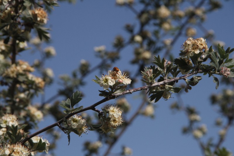 Crataegus orientalis photo 5