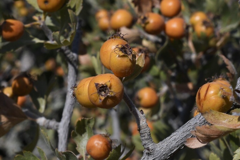 Crataegus orientalis photo 6