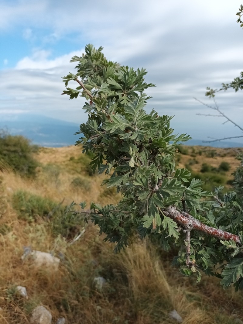 Crataegus orientalis photo 7