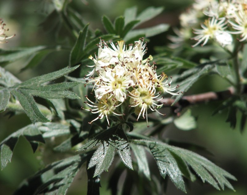 Crataegus orientalis photo 2