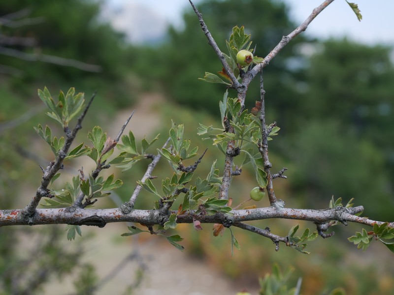 Crataegus orientalis subsp. orientalis