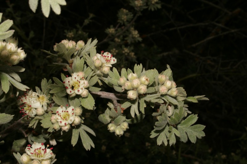 Crataegus orientalis subsp. orientalis photo 3