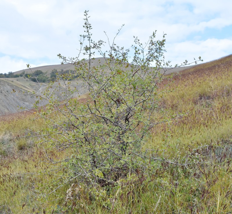 Crataegus orientalis subsp. pojarkovae