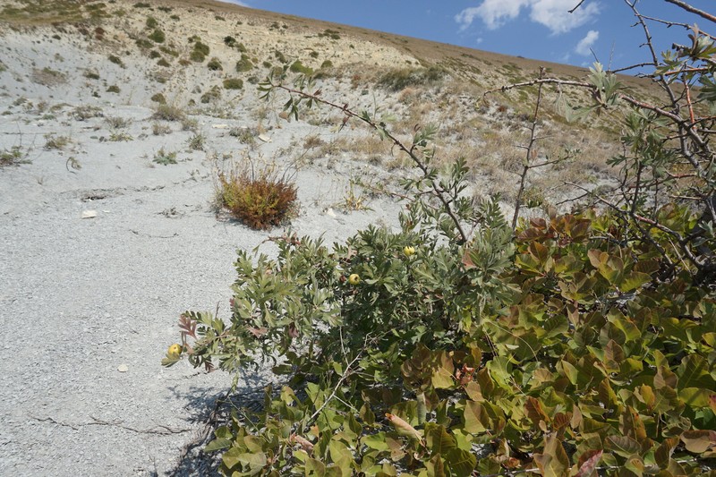 Crataegus orientalis subsp. pojarkovae photo 2