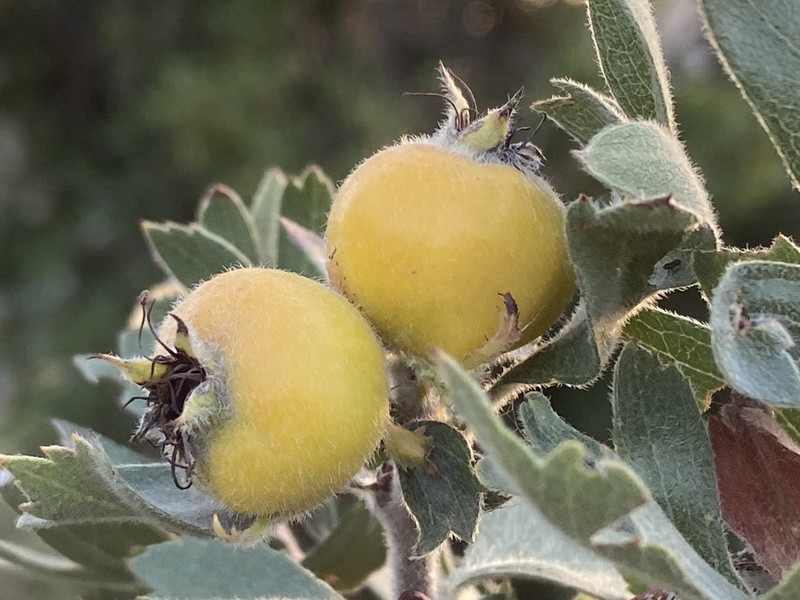 Crataegus orientalis subsp. pojarkovae photo 3