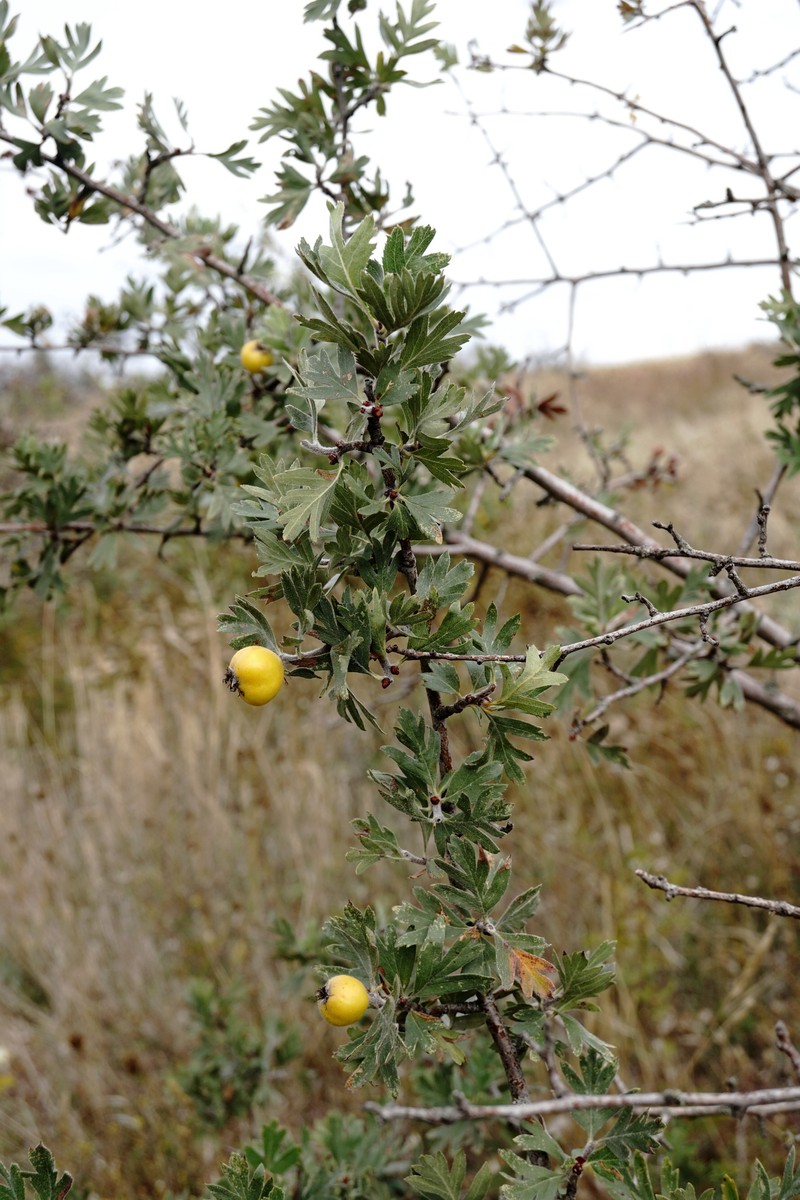 Crataegus orientalis subsp. pojarkovae photo 4