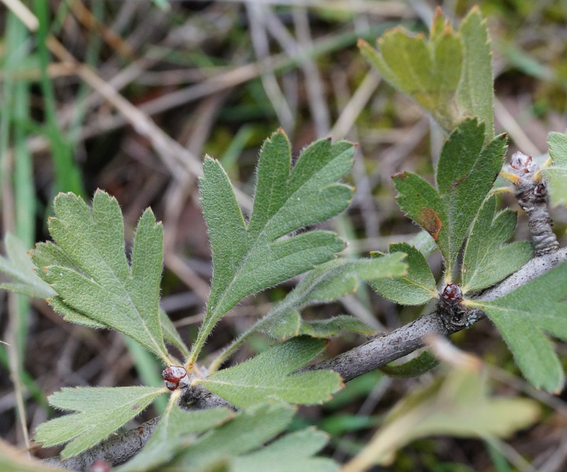 Crataegus orientalis subsp. pojarkovae photo 5