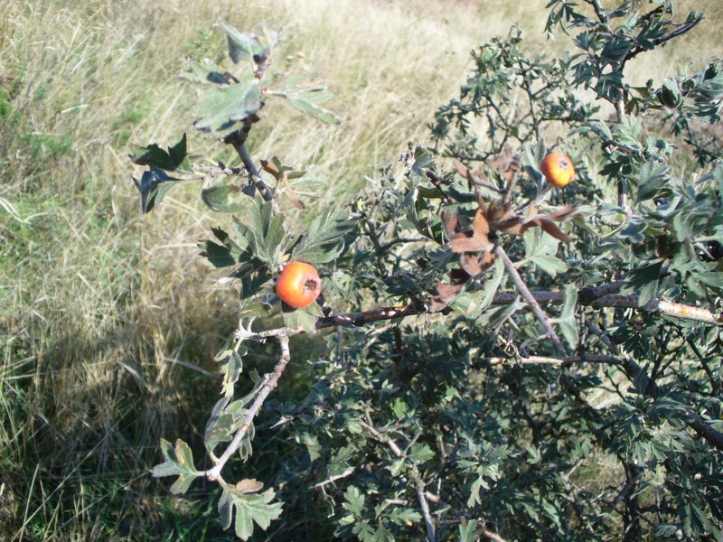 Crataegus orientalis subsp. pojarkovae photo 6