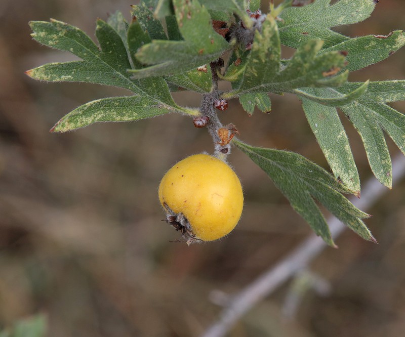 Crataegus orientalis subsp. pojarkovae photo 8