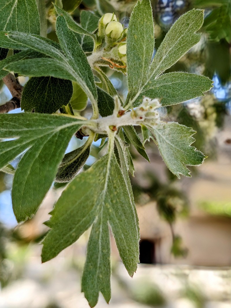 Crataegus orientalis subsp. szovitsii
