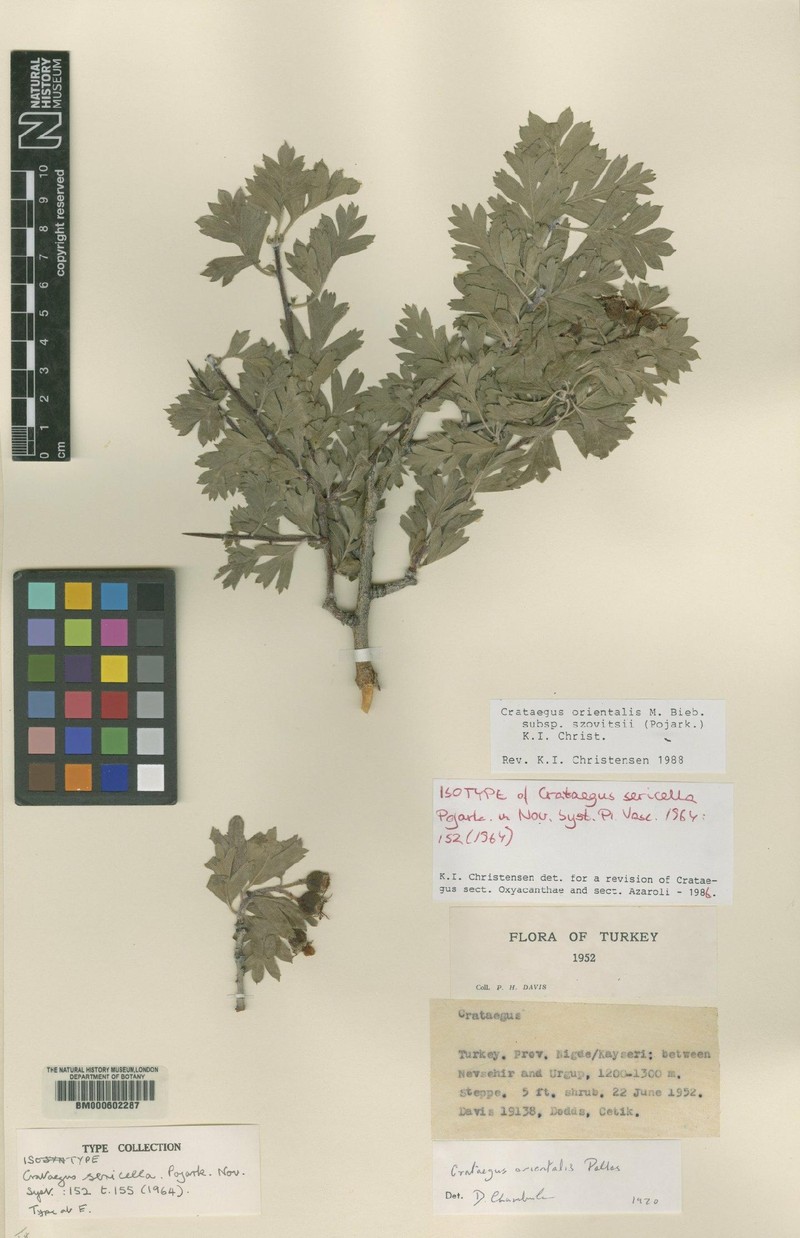 Crataegus orientalis subsp. szovitsii photo 2