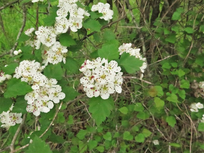 Crataegus ouachitensis photo 2