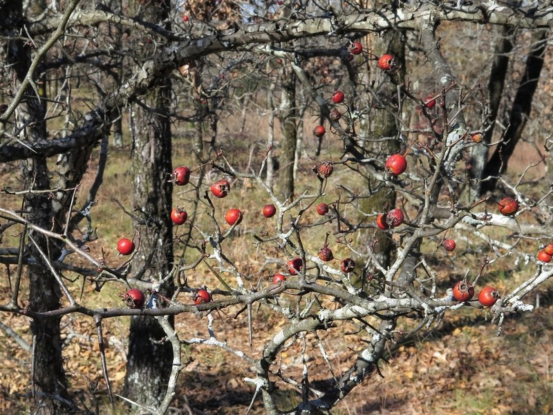 Crataegus ouachitensis photo 3