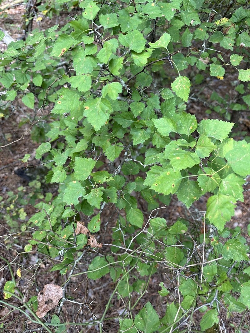 Crataegus ouachitensis photo 4