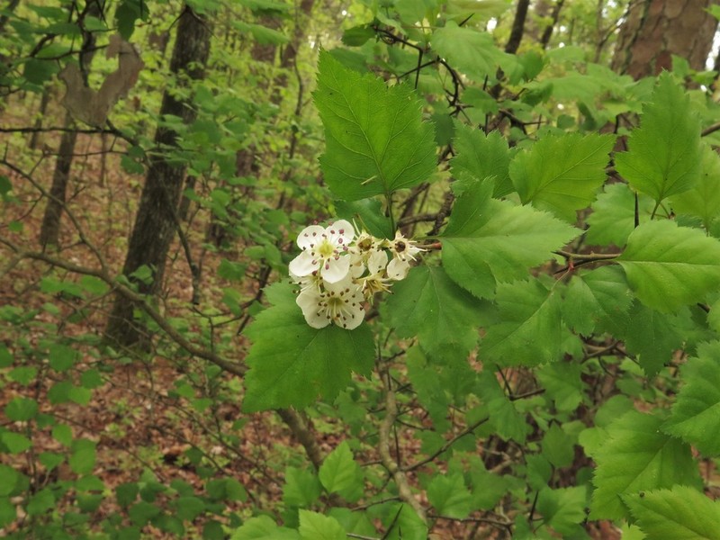 Crataegus ouachitensis photo 5