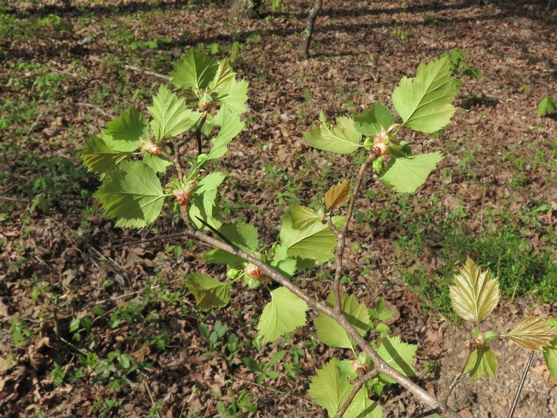 Crataegus ouachitensis photo 6