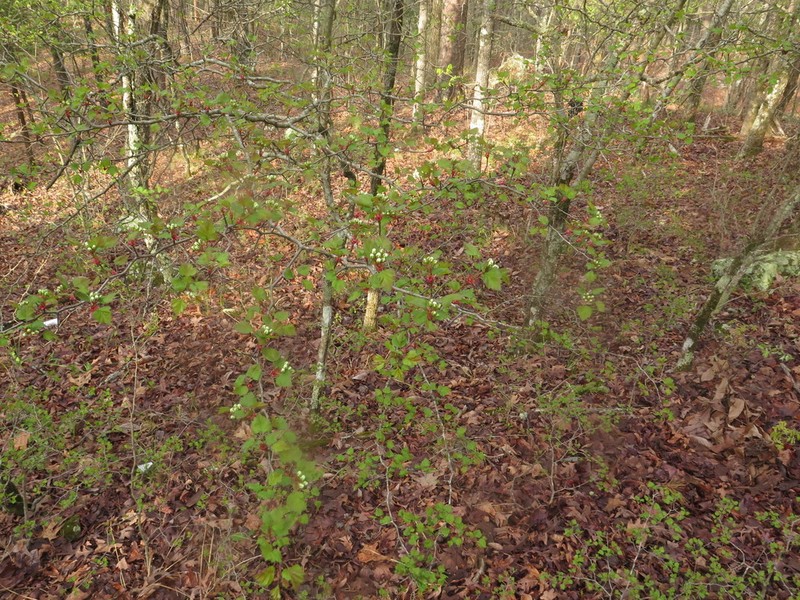 Crataegus ouachitensis photo 7