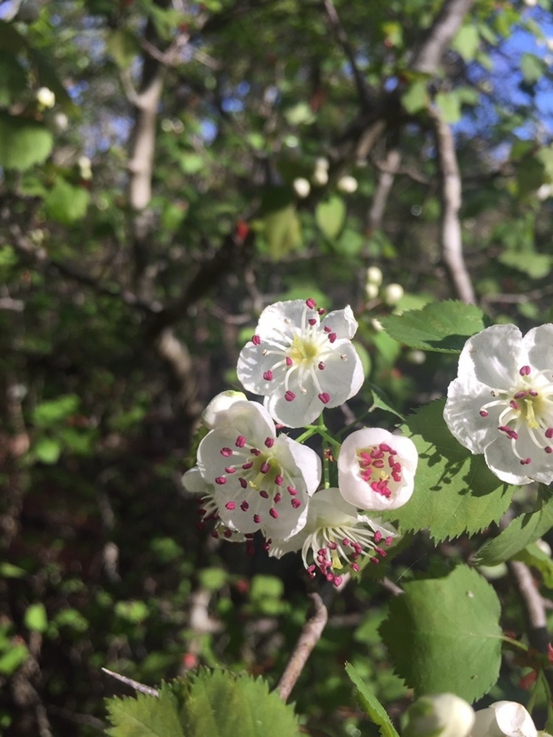 Crataegus ouachitensis photo 8
