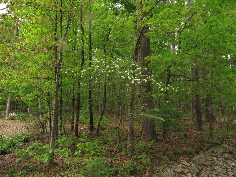 Crataegus padifolia