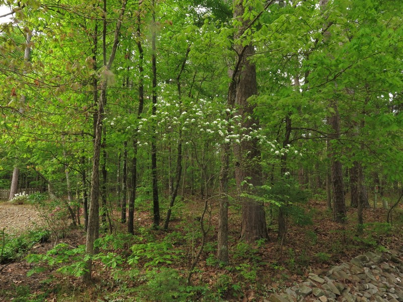 Crataegus padifolia photo 2