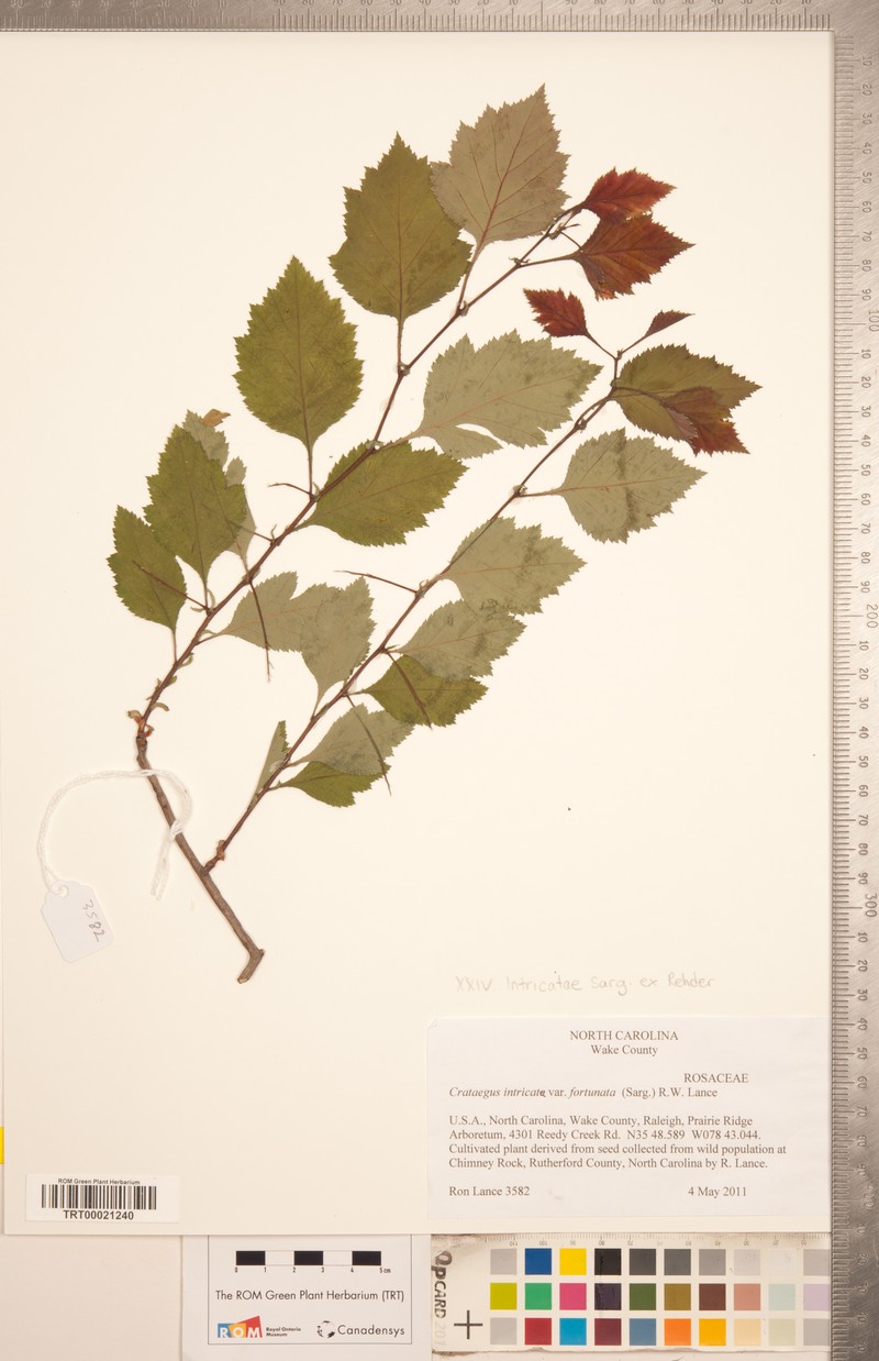 Crataegus padifolia photo 3