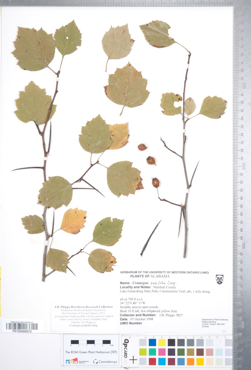 Crataegus padifolia photo 4