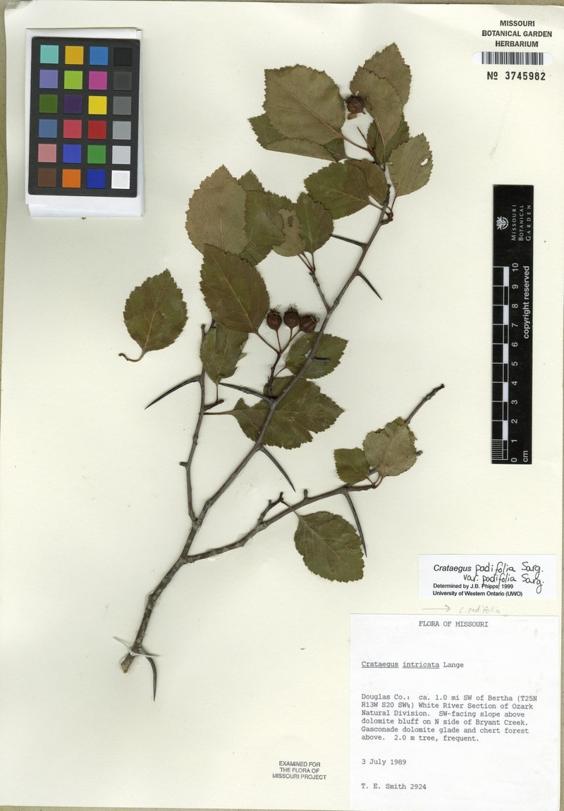 Crataegus padifolia photo 5