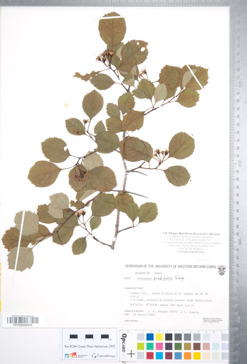 Crataegus padifolia photo 6