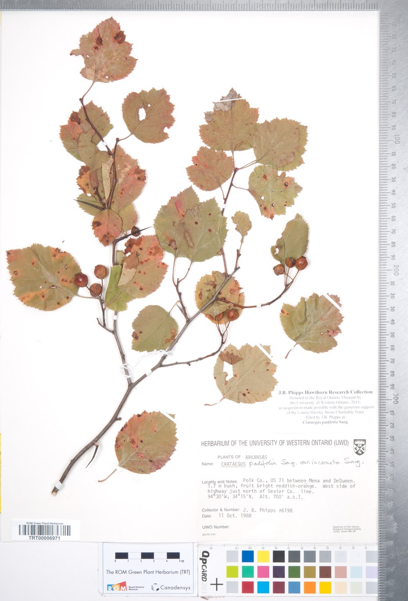 Crataegus padifolia photo 7
