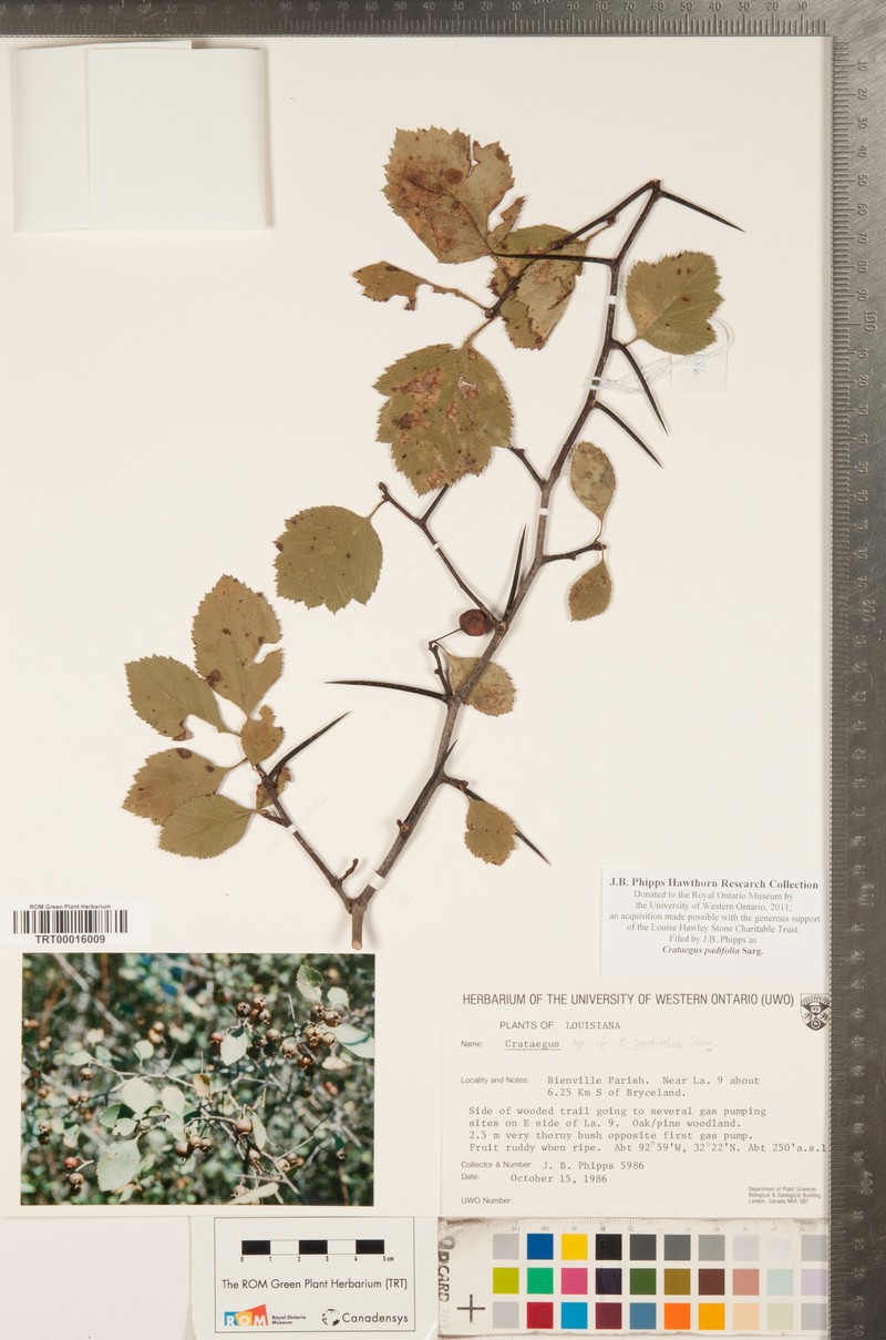 Crataegus padifolia photo 8