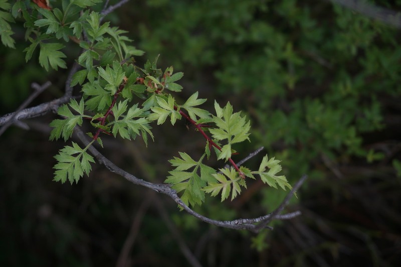 Crataegus pallasii