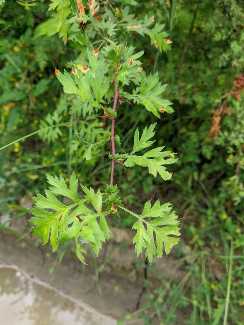 Crataegus pallasii photo 2