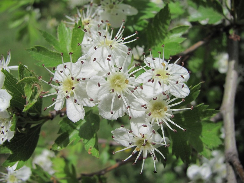 Crataegus pallasii photo 3