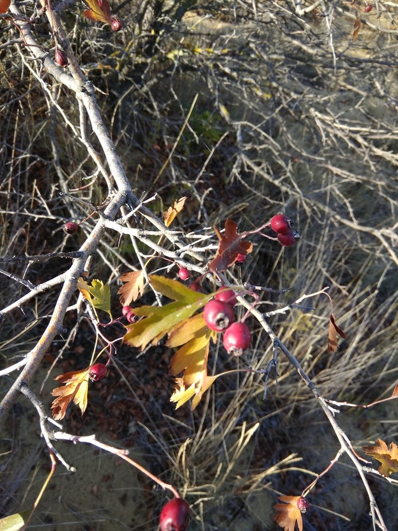 Crataegus pallasii photo 4
