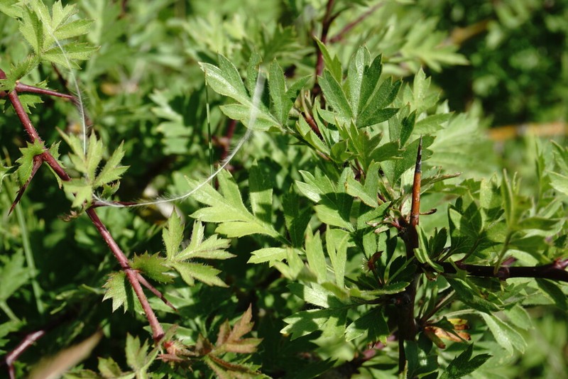 Crataegus pallasii photo 5