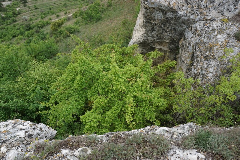 Crataegus pallasii photo 6
