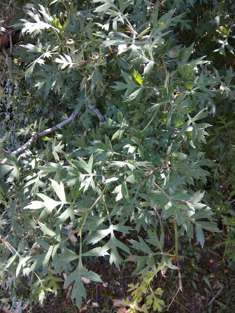 Crataegus pallasii photo 7